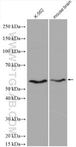CREST Antibody in Western Blot (WB)
