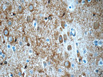 PDE1A Antibody in Immunohistochemistry (Paraffin) (IHC (P))