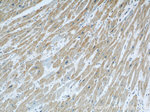 VPS34 (C terminal) Antibody in Immunohistochemistry (Paraffin) (IHC (P))