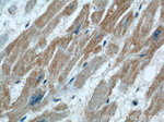 VPS34 (C terminal) Antibody in Immunohistochemistry (Paraffin) (IHC (P))