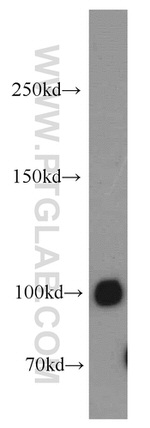 VPS34 (C terminal) Antibody in Western Blot (WB)