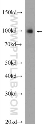 VPS34 (C terminal) Antibody in Western Blot (WB)
