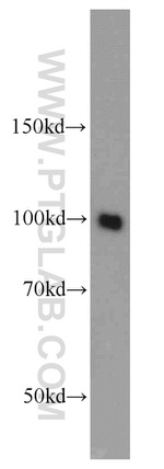 VPS34 (C terminal) Antibody in Western Blot (WB)