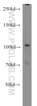 VPS34 (C terminal) Antibody in Western Blot (WB)