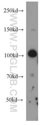 VPS34 (C terminal) Antibody in Western Blot (WB)