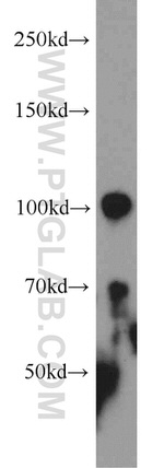 VPS34 (C terminal) Antibody in Western Blot (WB)