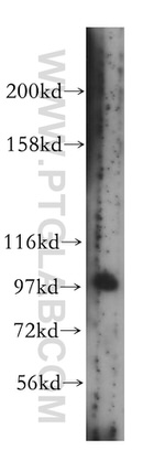 VPS34 (C terminal) Antibody in Western Blot (WB)