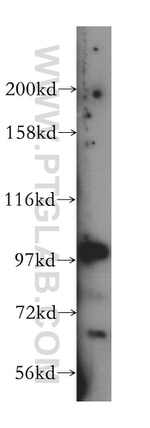 VPS34 (C terminal) Antibody in Western Blot (WB)