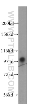 VPS34 (C terminal) Antibody in Western Blot (WB)