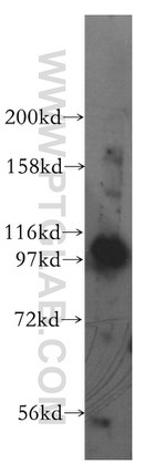 VPS34 (C terminal) Antibody in Western Blot (WB)