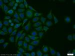 VPS34 (C terminal) Antibody in Immunocytochemistry (ICC/IF)