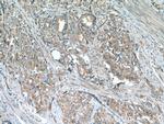 VPS34 (C terminal) Antibody in Immunohistochemistry (Paraffin) (IHC (P))