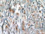 VPS34 (C terminal) Antibody in Immunohistochemistry (Paraffin) (IHC (P))