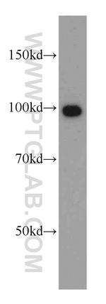 VPS34 (C terminal) Antibody in Western Blot (WB)