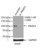 VPS34 (C terminal) Antibody in Western Blot (WB)