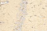 GPAM Antibody in Immunohistochemistry (Paraffin) (IHC (P))