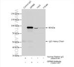 GPAM Antibody in Immunoprecipitation (IP)