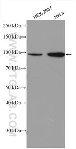 EPS8 Antibody in Western Blot (WB)