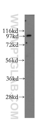 EPS8 Antibody in Western Blot (WB)