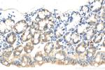 HOOK2 Antibody in Immunohistochemistry (Paraffin) (IHC (P))