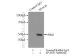 SPAG6 Antibody in Immunoprecipitation (IP)