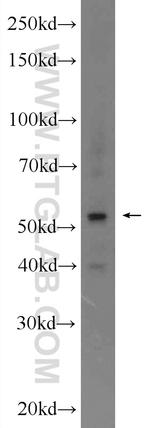 SPAG6 Antibody in Western Blot (WB)