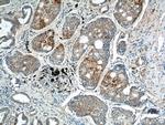 CDCA8 Antibody in Immunohistochemistry (Paraffin) (IHC (P))