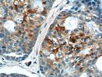 CDCA8 Antibody in Immunohistochemistry (Paraffin) (IHC (P))