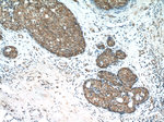 PANK1/2/3 Antibody in Immunohistochemistry (Paraffin) (IHC (P))