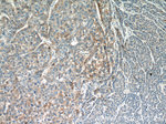 PANK1/2/3 Antibody in Immunohistochemistry (Paraffin) (IHC (P))