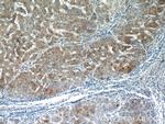 PANK1/2/3 Antibody in Immunohistochemistry (Paraffin) (IHC (P))
