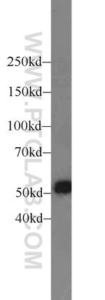 RECQL5 Antibody in Western Blot (WB)