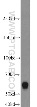 RECQL5 Antibody in Western Blot (WB)