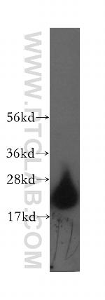 HPCAL4 Antibody in Western Blot (WB)