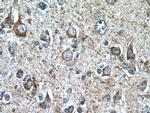 MOBP Antibody in Immunohistochemistry (Paraffin) (IHC (P))