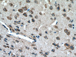 MOBP Antibody in Immunohistochemistry (Paraffin) (IHC (P))