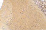 RIT2 Antibody in Immunohistochemistry (Paraffin) (IHC (P))