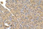 RIT2 Antibody in Immunohistochemistry (Paraffin) (IHC (P))