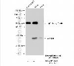 RIT2 Antibody in Immunoprecipitation (IP)