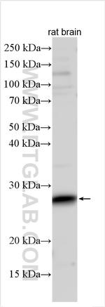 RIT2 Antibody in Western Blot (WB)
