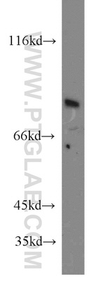 SEMA4F Antibody in Western Blot (WB)