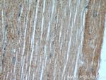 Ephrin A3 Antibody in Immunohistochemistry (Paraffin) (IHC (P))