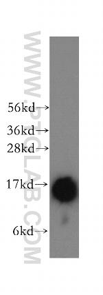 TRAPPC2 Antibody in Western Blot (WB)