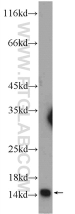 TRAPPC2 Antibody in Western Blot (WB)