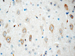 CYP46A1 Antibody in Immunohistochemistry (Paraffin) (IHC (P))