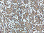CD46 Antibody in Immunohistochemistry (Paraffin) (IHC (P))