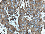 CD46 Antibody in Immunohistochemistry (Paraffin) (IHC (P))