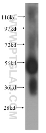 CD46 Antibody in Western Blot (WB)