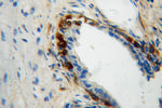 mu Crystallin Antibody in Immunohistochemistry (Paraffin) (IHC (P))