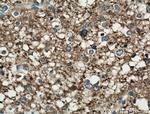 mu Crystallin Antibody in Immunohistochemistry (Paraffin) (IHC (P))